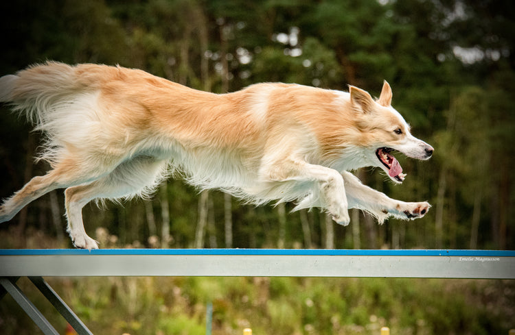 SafeStrideSolutions – Safe Stride Solutions